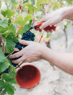 Neverland Organic Thunder Traubensecco - Afbeelding 4