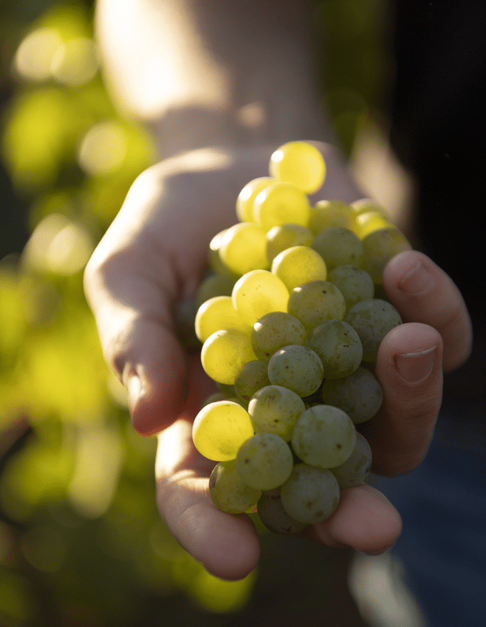 Raumland Zerozzante Cuvée N°1 Weisse Trauben - Afbeelding 3