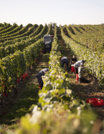 Raumland Zerozzante Cuvée N°1 Weisse Trauben - Afbeelding 4