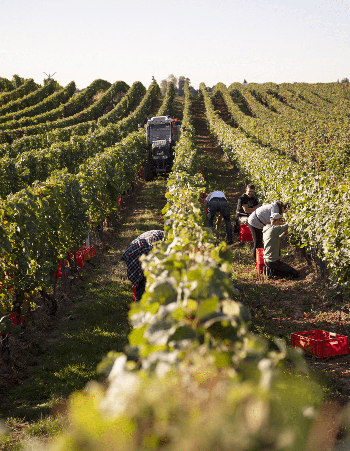 Raumland Zerozzante Cuvée N°1 Weisse Trauben - Afbeelding 4