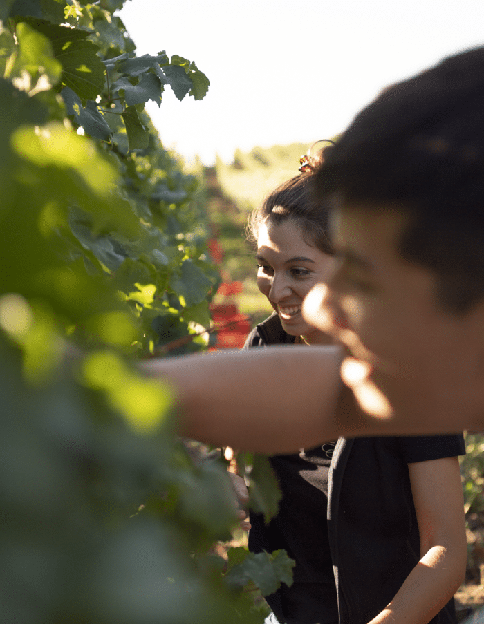 Raumland Zerozzante Cuvée N°1 Weisse Trauben - Afbeelding 5